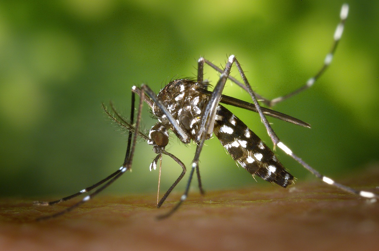 tiger mosquito 49141 1280